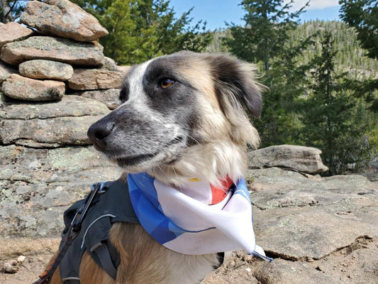 CO Dog Bandana