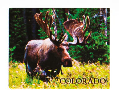 Magnet - Colorado Moose Silhouette